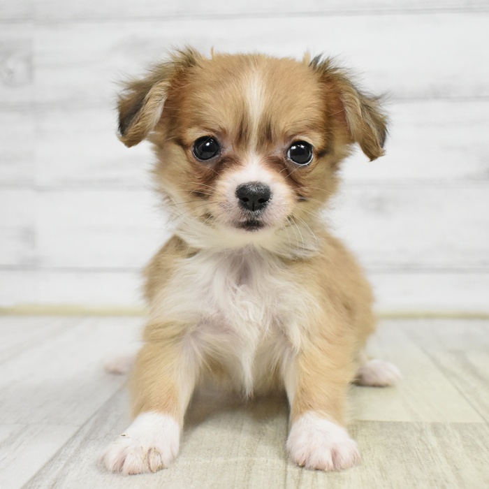 ハーフ犬女の子の写真