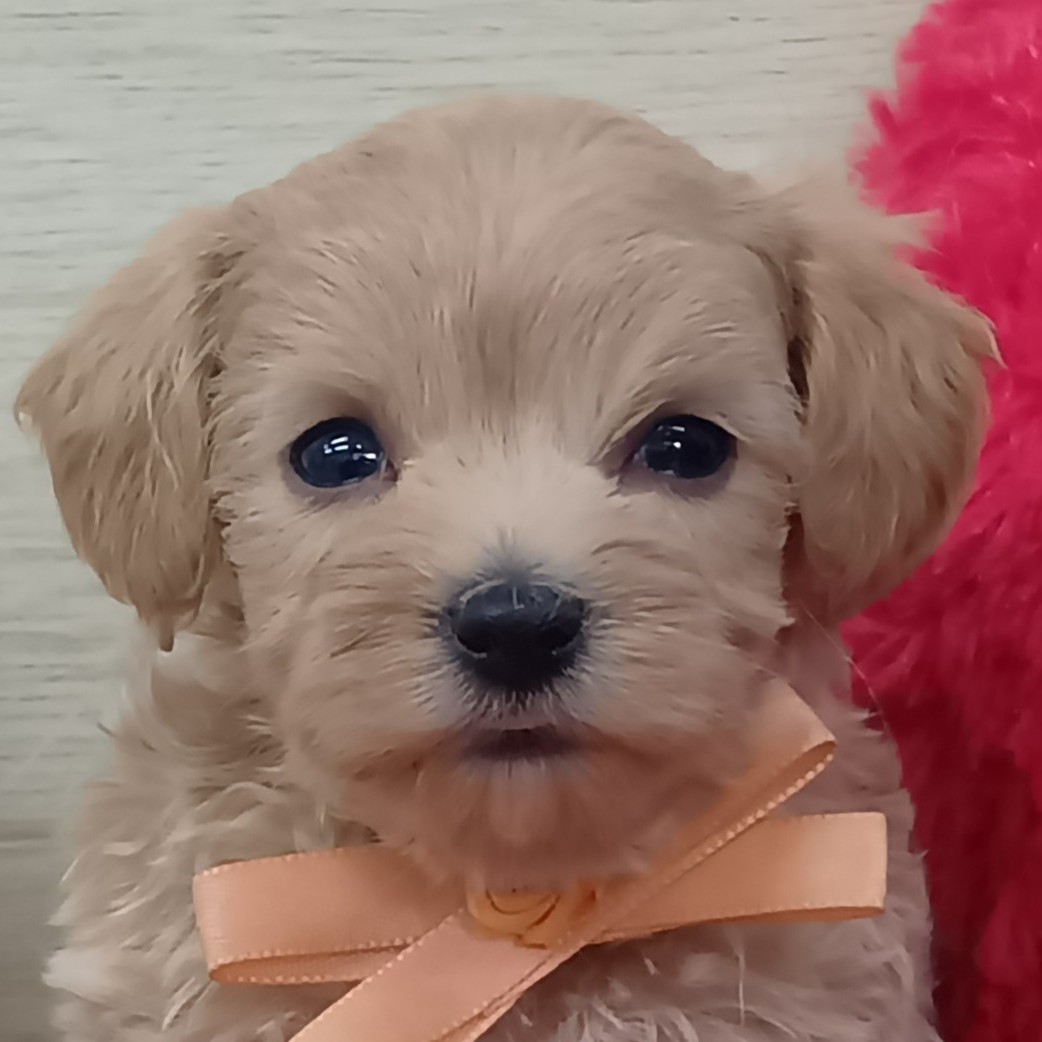 ハーフ犬女の子の写真
