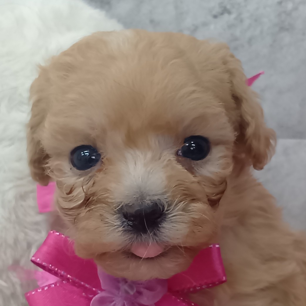 ハーフ犬女の子の写真