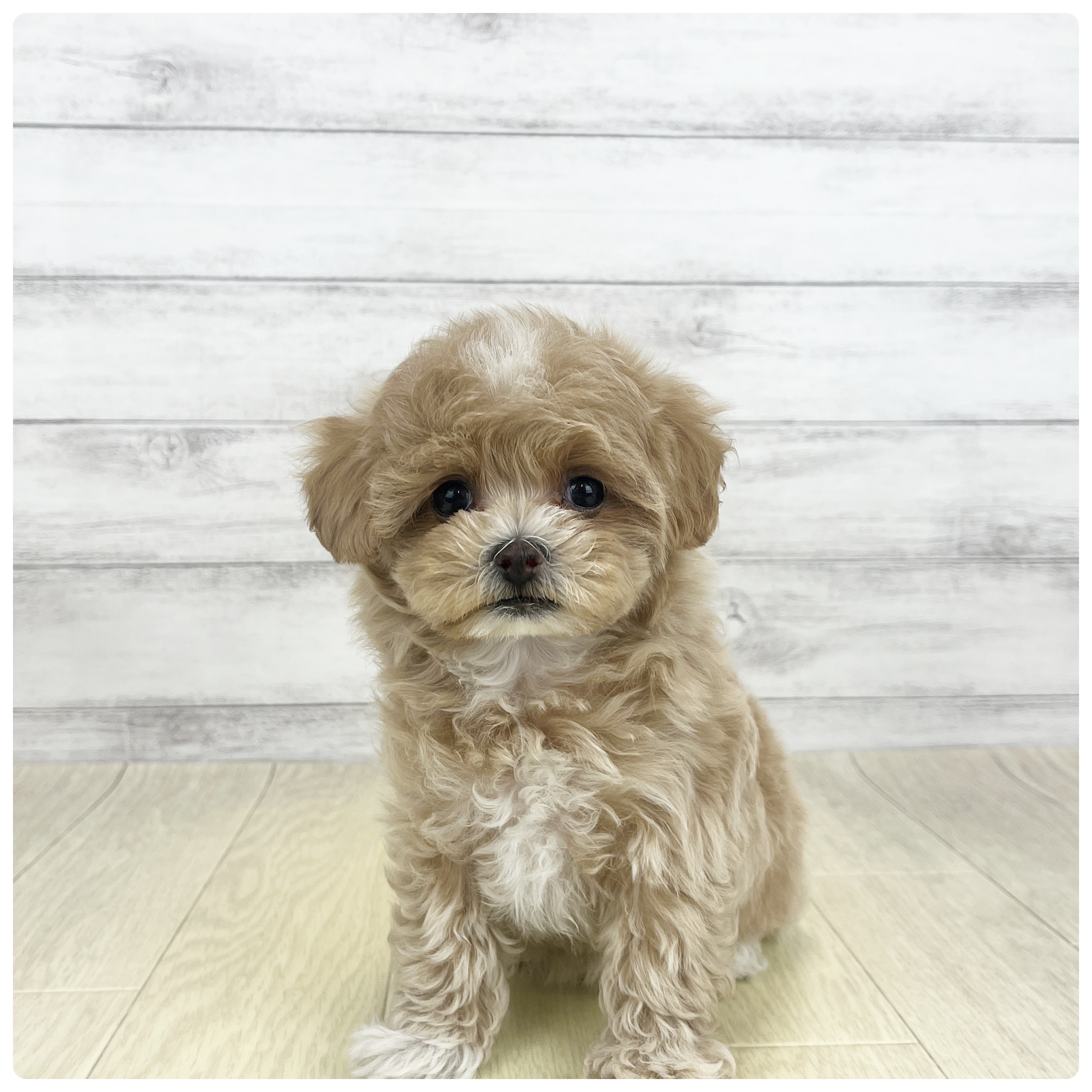 ハーフ犬男の子の写真