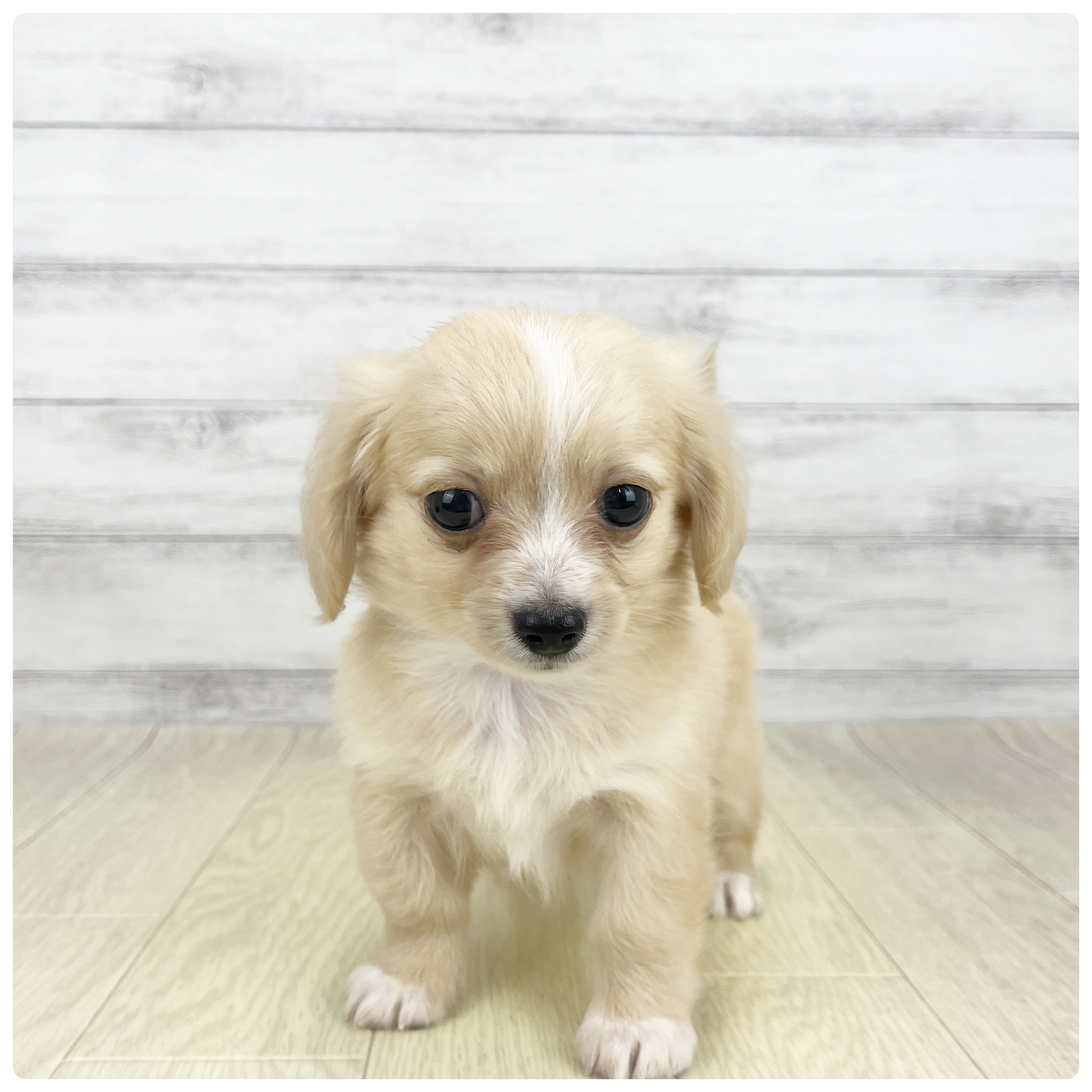 ハーフ犬女の子の写真