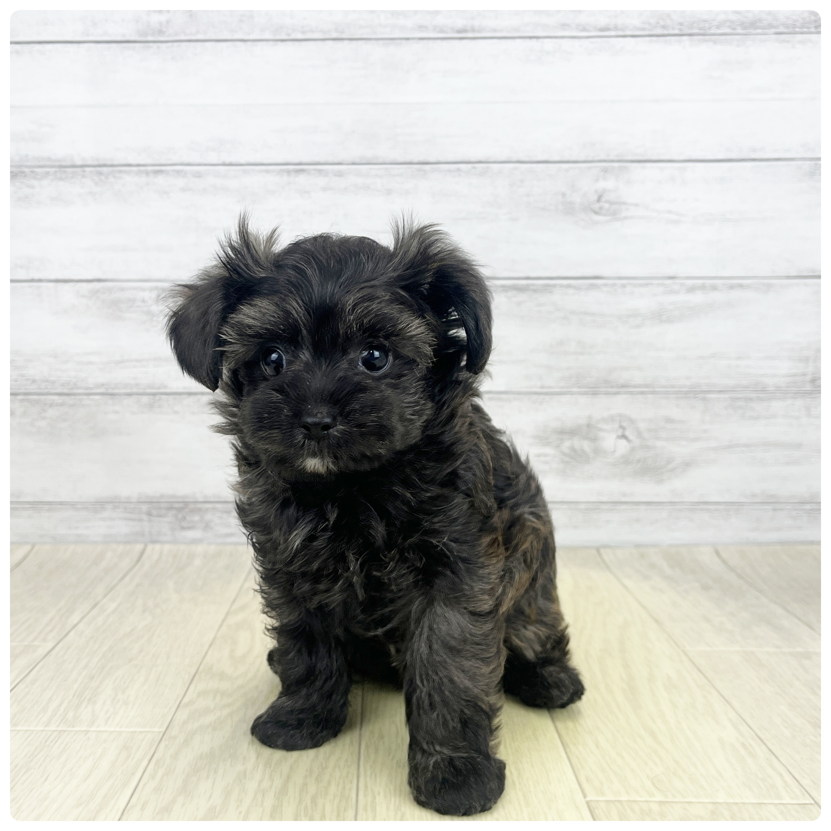 ハーフ犬男の子の写真