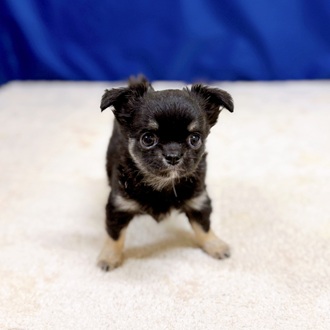 チワワ（ロング）女の子の写真