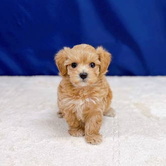 ハーフ犬女の子の写真