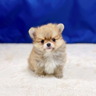 ハーフ犬男の子の写真