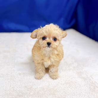 愛知県のチワプー/プーチー(チワワ×プードル) (犬の家＆猫の里一宮店/2025年9月23日生まれ/女の子/アプリコット)の子犬