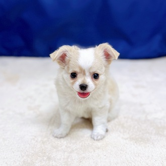 愛知県のチワワ(ロング) (犬の家＆猫の里一宮店/2025年9月24日生まれ/男の子/クリームホワイト)の子犬
