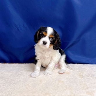 キャバリア男の子の写真