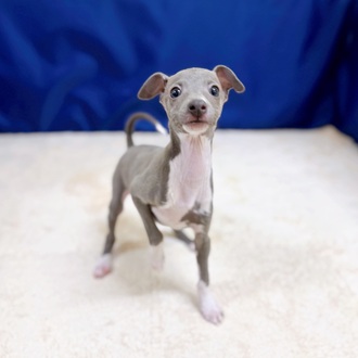 イタリアングレーハウンド男の子の写真