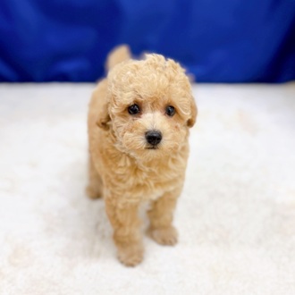 トイプードル男の子の写真