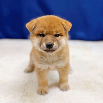 柴犬女の子の写真