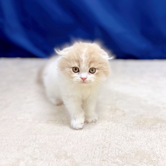 愛知県のスコティッシュフォールド (犬の家＆猫の里一宮店/2025年10月23日生まれ/男の子/クリームタビーホワイト)の子猫の1枚目の画像