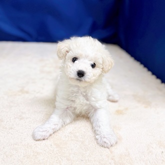 愛知県のビションフリーゼ (犬の家＆猫の里一宮店/2025年10月24日生まれ/男の子/ホワイト)の子犬の1枚目の画像