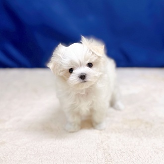 愛知県のマルチーズ (犬の家＆猫の里一宮店/2025年10月19日生まれ/女の子/ホワイト)の子犬の1枚目の画像