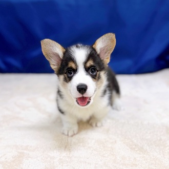 愛知県のウェルシュコーギーペンブローク (犬の家＆猫の里一宮店/2025年9月15日生まれ/男の子/ブラックタンホワイト)の子犬