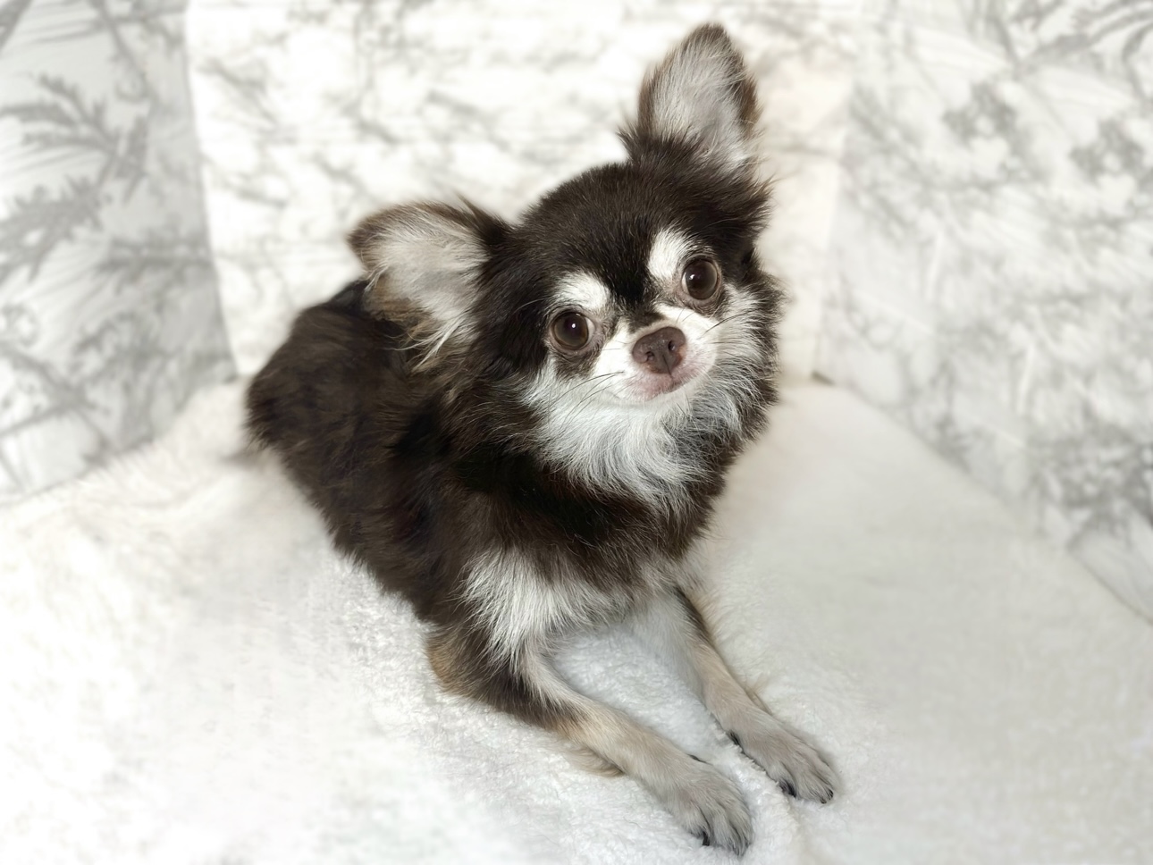 チワワ（ロング）女の子の写真