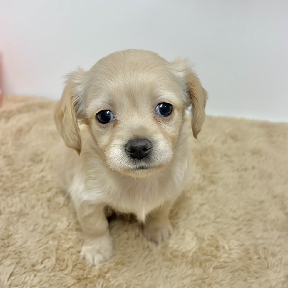 ハーフ犬男の子の写真