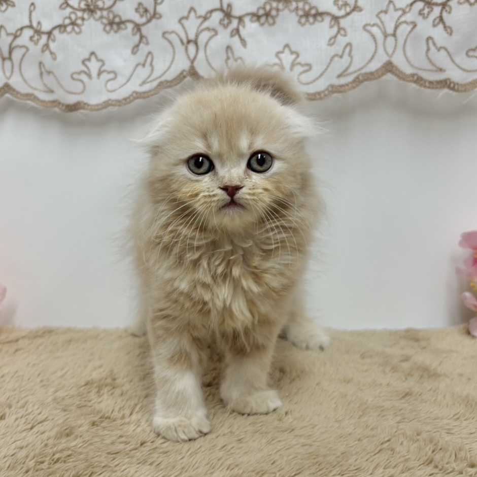 神奈川県のスコティッシュフォールド (犬の家＆猫の里相模原店/2025年11月27日生まれ/男の子/クリーム)の子猫の2枚目の画像