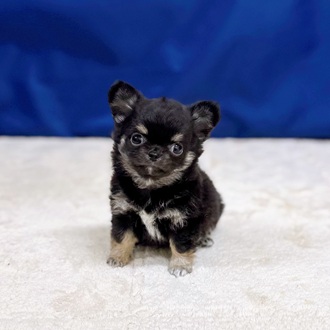 チワワ（ロング）男の子の写真