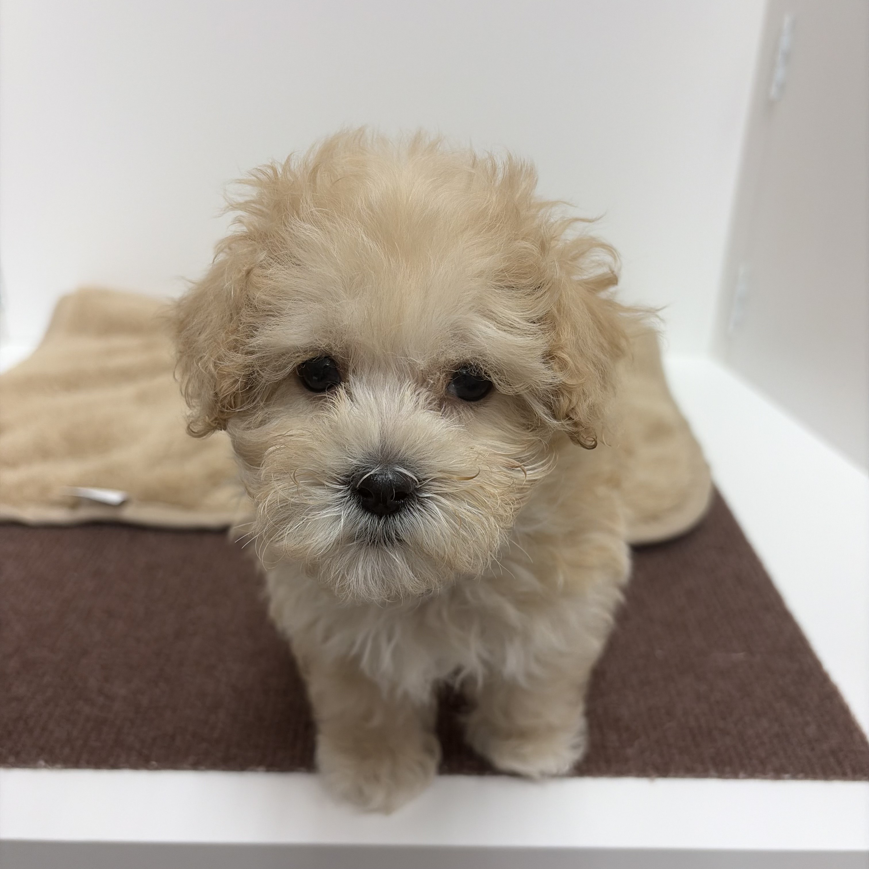 神奈川県のマルプー(マルチーズ×プードル) (犬の家＆猫の里相模原店/2025年10月13日生まれ/男の子/アプリコット)の子犬の2枚目の画像