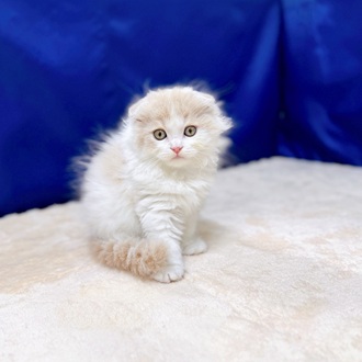 愛知県のスコティッシュフォールド (犬の家＆猫の里一宮店/2025年6月7日生まれ/女の子/クリームタビーホワイト)の子猫の1枚目の画像