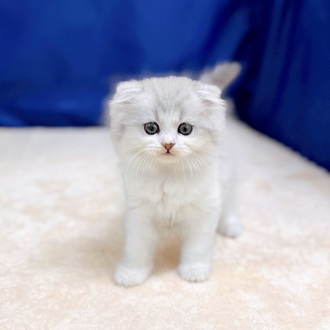 愛知県のスコティッシュフォールド (犬の家＆猫の里一宮店/2025年6月24日生まれ/男の子/シルバータビーホワイト)の子猫の1枚目の画像