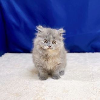 愛知県のブリティッシュロングヘアー (犬の家＆猫の里一宮店/2025年8月7日生まれ/女の子/ブルークリーム)の子猫の1枚目の画像