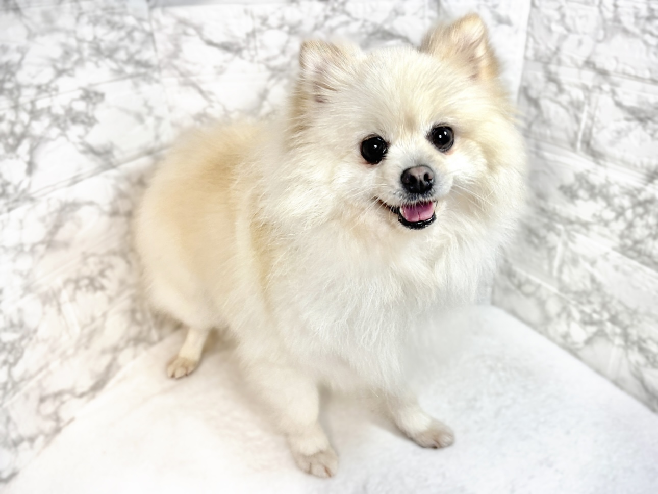 ポメラニアン女の子の写真