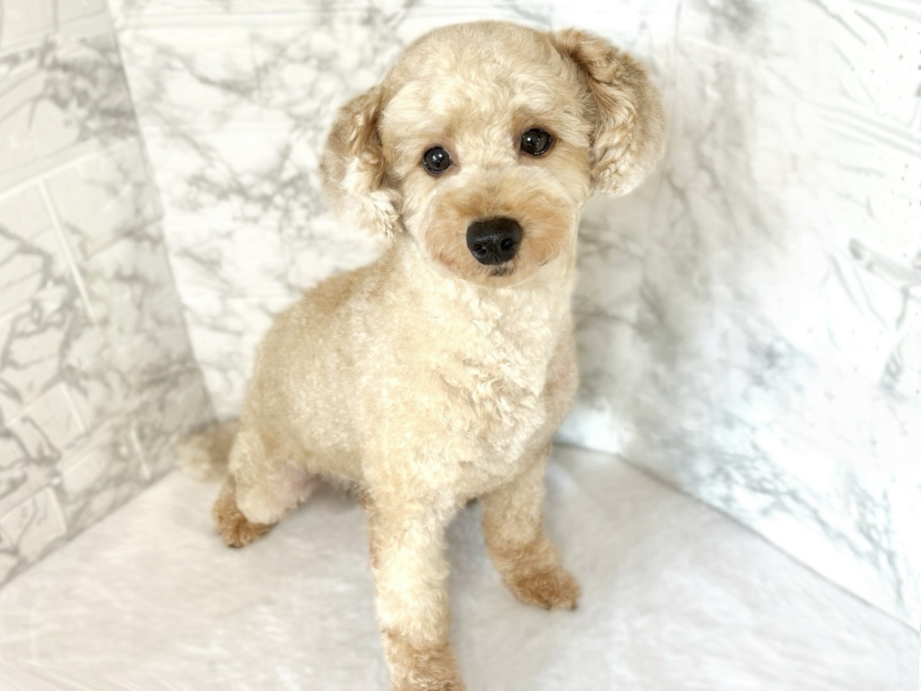 トイプードル女の子の写真