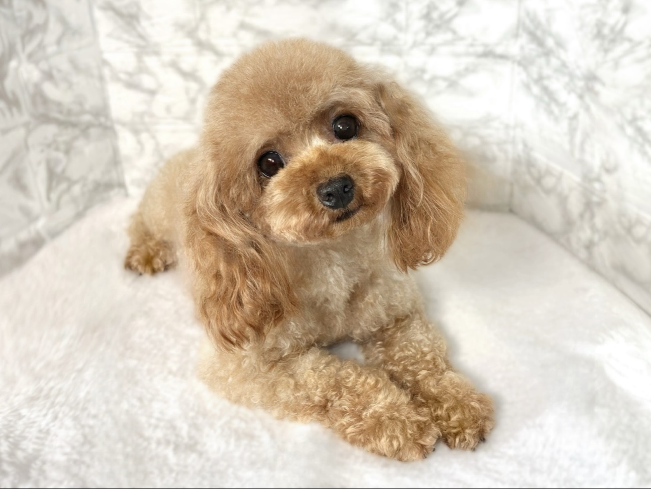 タイニープードル女の子の写真