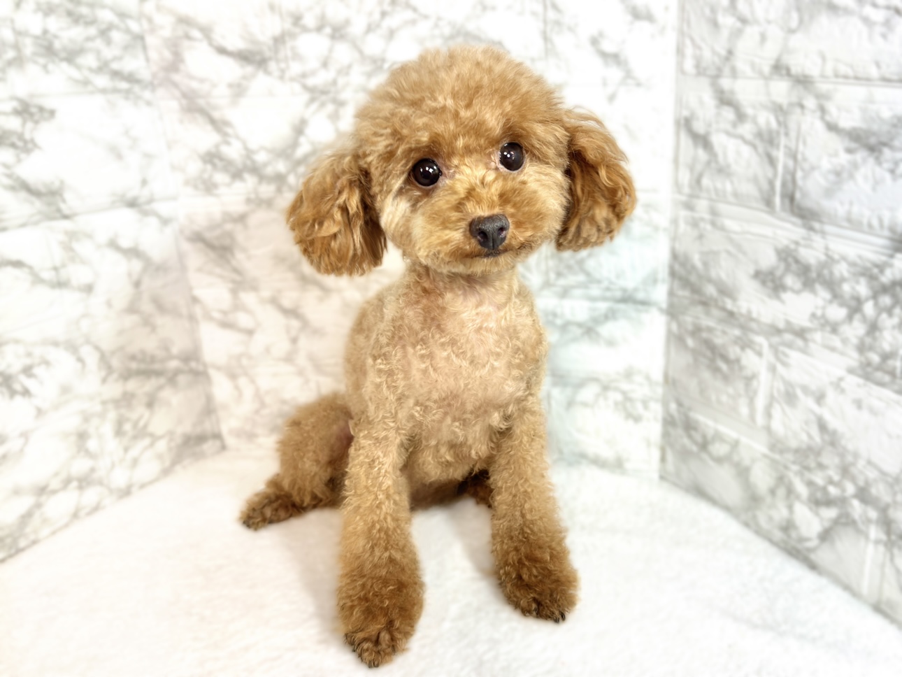 トイプードル女の子の写真