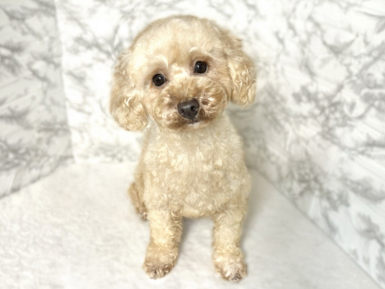 トイプードル女の子の写真