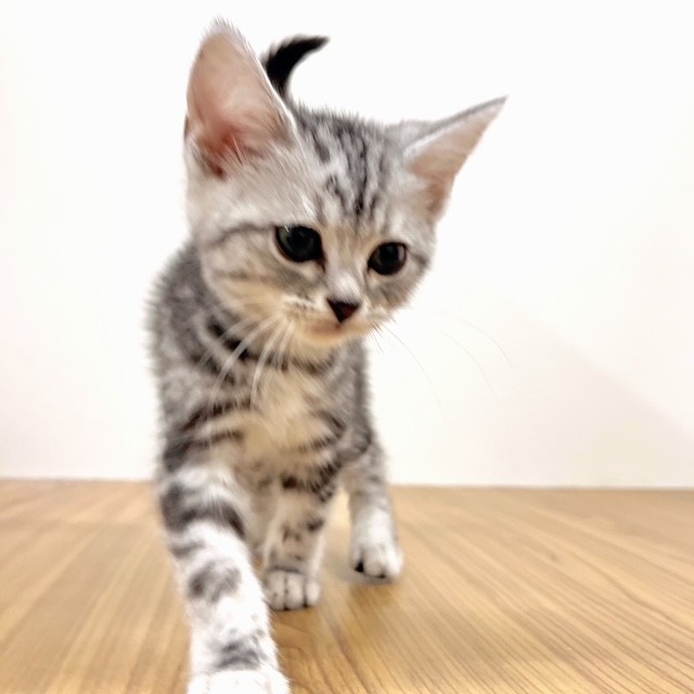 福岡県のアメリカンショートヘアー (犬の家＆猫の里トリアス久山店/2025年9月7日生まれ/女の子/シルバータビー)の子猫