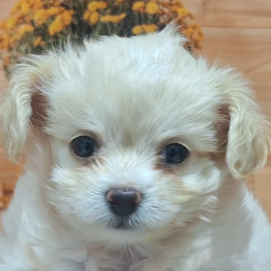 福岡県のチワプー/プーチー(チワワ×プードル) (犬の家&猫の里トリアス久山店/2025年8月26日生まれ/女の子/クリーム)の子犬の1枚目の画像