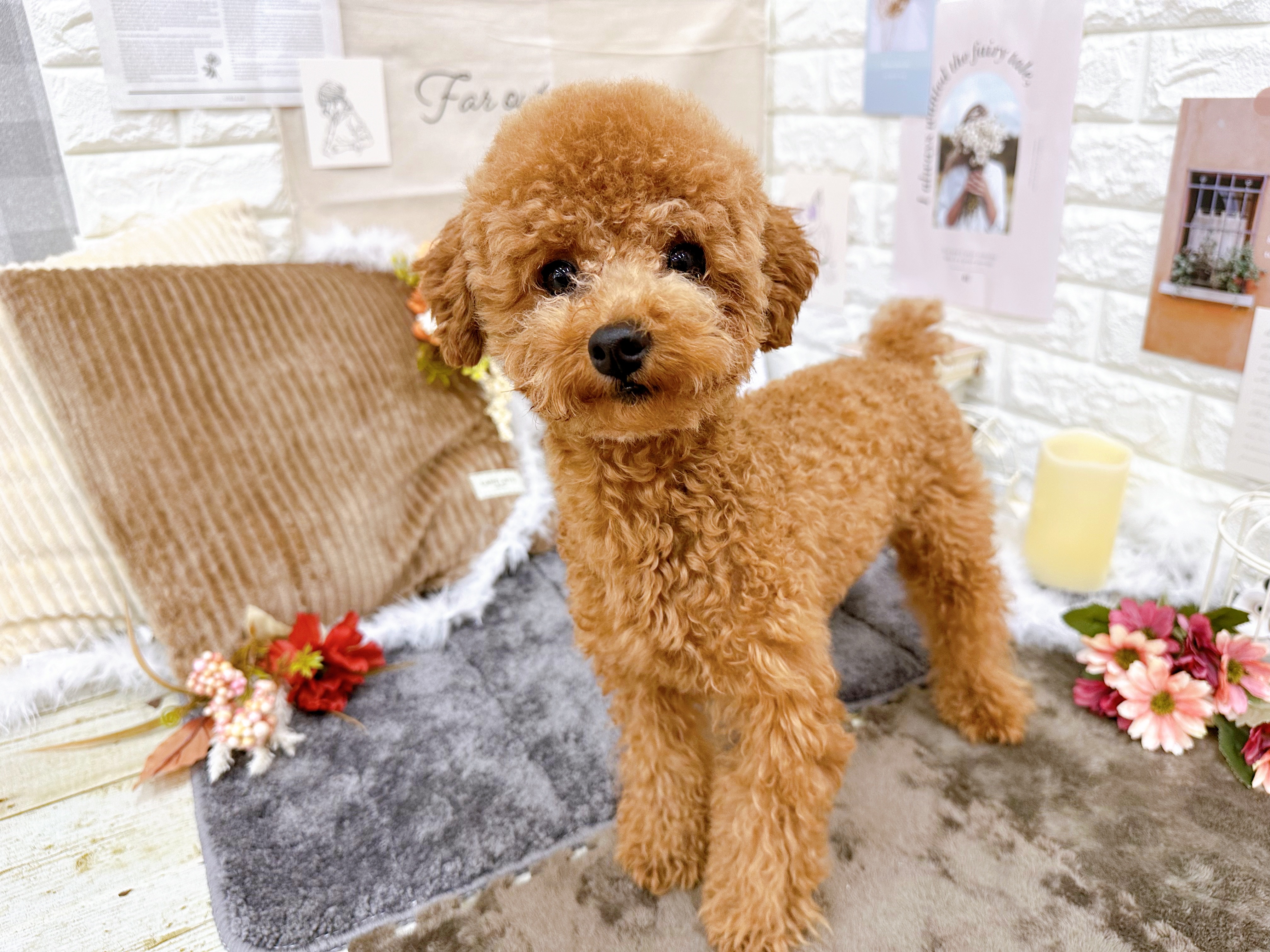 トイプードル女の子の写真