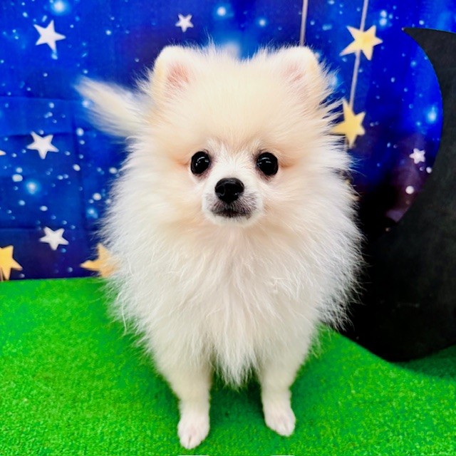 愛知県のポメラニアン (犬の家＆猫の里名古屋天白店/2025年6月21日生まれ/男の子/クリーム)の子犬の1枚目の画像