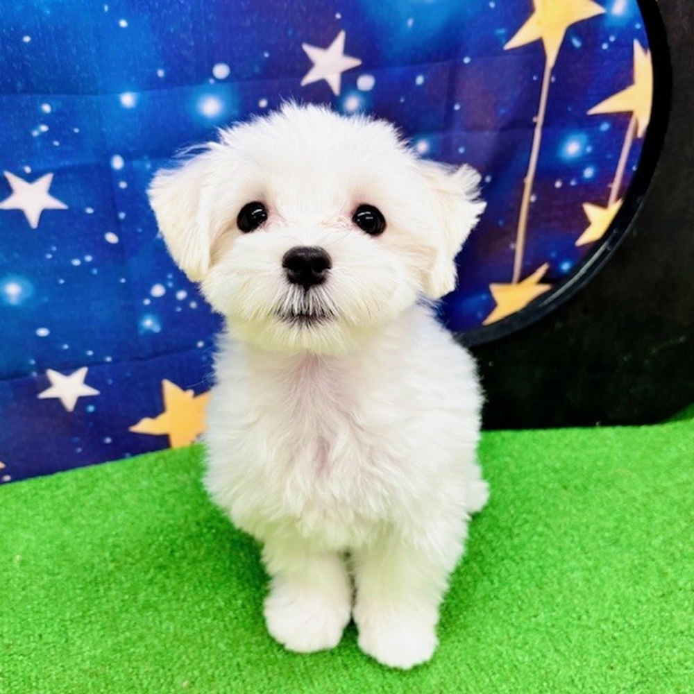 愛知県のマルチーズ (犬の家＆猫の里名古屋天白店/2025年6月5日生まれ/男の子/ホワイト)の子犬の1枚目の画像