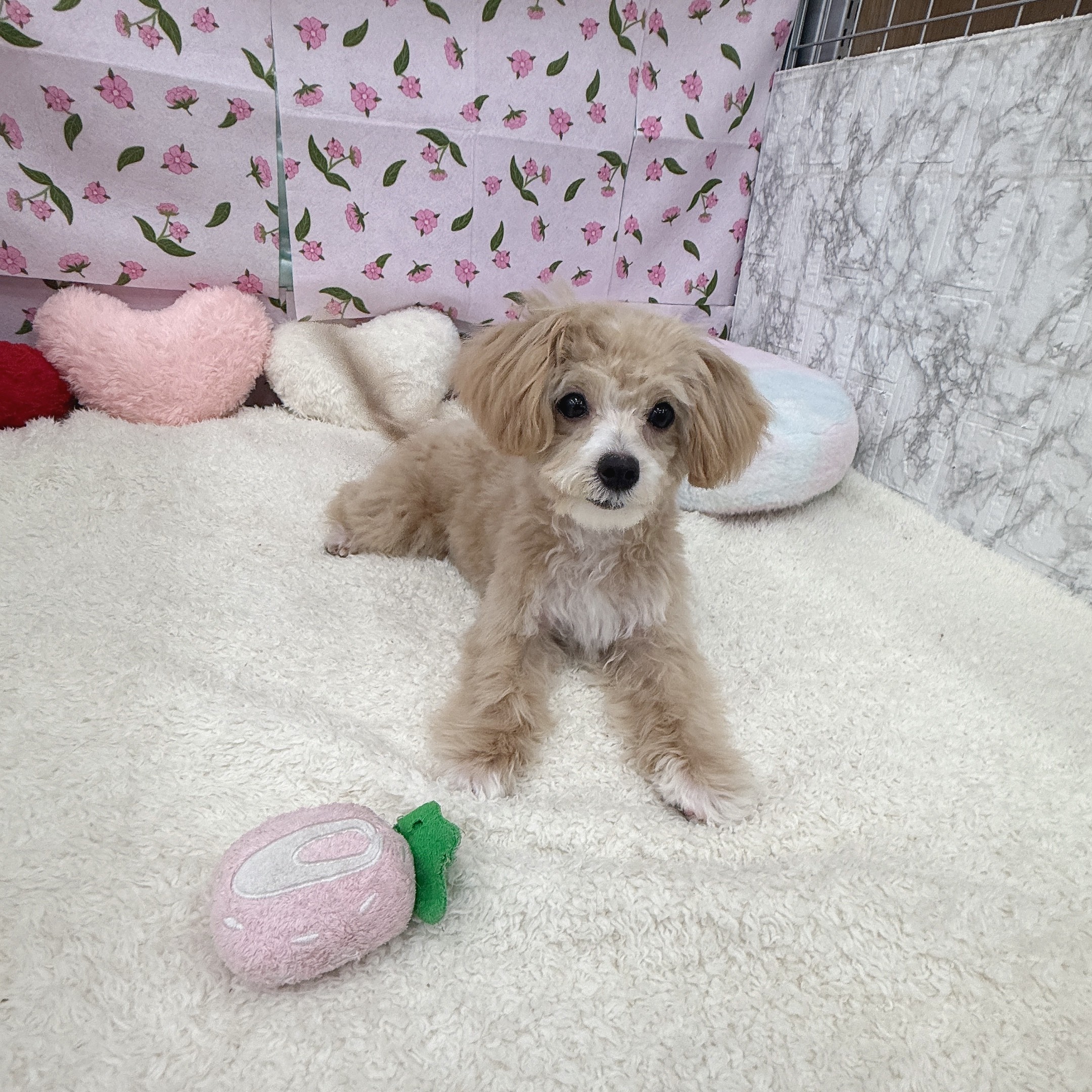愛知県のマルプー(マルチーズ×プードル) (犬の家＆猫の里エアポートウォーク店/2026年3月5日生まれ/男の子/クリームホワイト)の子犬の1枚目の画像