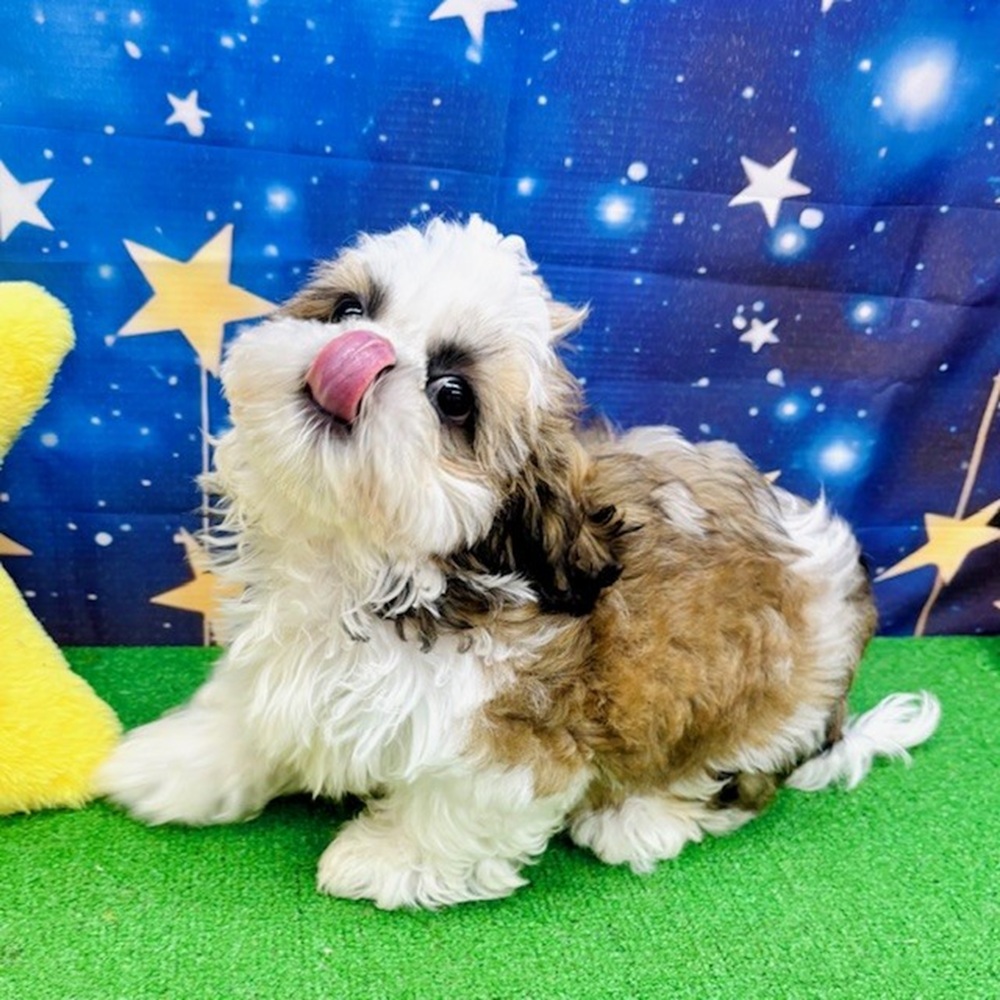 愛知県のシーズー (犬の家＆猫の里名古屋天白店/2025年5月18日生まれ/男の子/ゴールドホワイト)の子犬の1枚目の画像