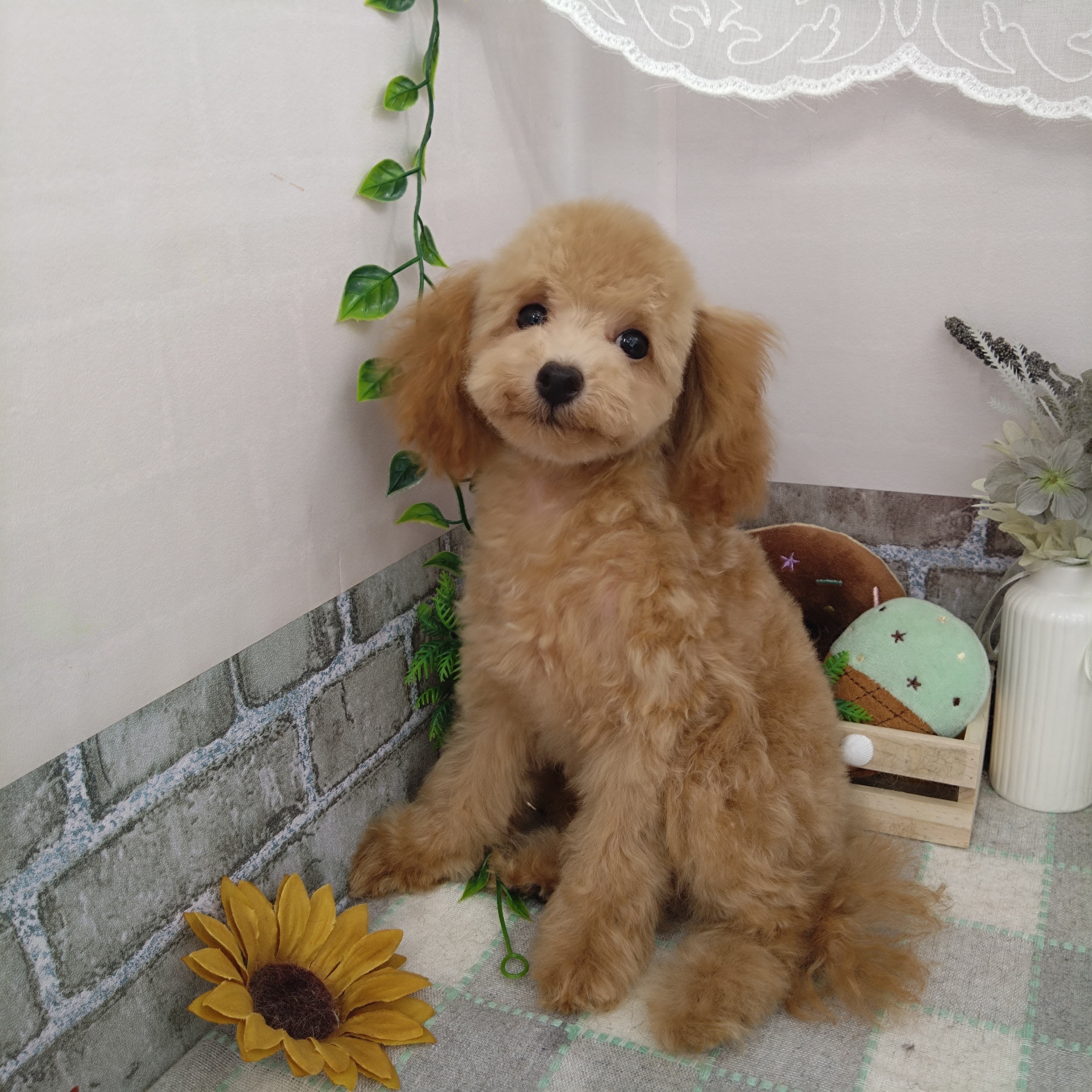 愛知県のタイニープードル (犬の家＆猫の里碧南店/2025年2月28日生まれ/男の子/レッドフォーン)の子犬の1枚目の画像