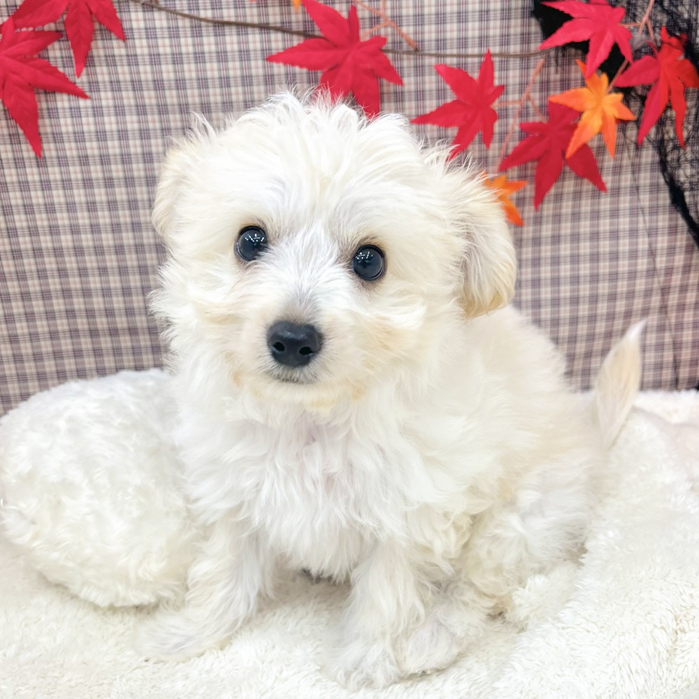 2025年6月28日生まれのハーフ犬・ミックス犬の10枚目の写真