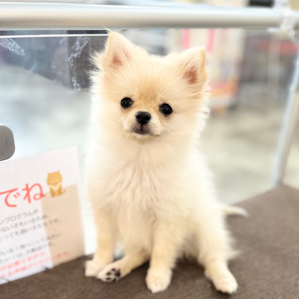 静岡県のポメチワ/チワポメ/ポメチー(ポメラニアン×チワワ) (犬の家＆猫の里MEGAドン・キホーテ袋井店/2025年8月1日生まれ/女の子/クリーム)の子犬の1枚目の画像