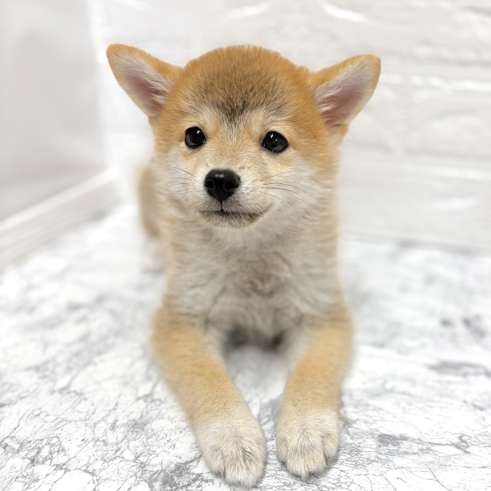 愛知県のポメ柴/豆ポメ/ポメ豆柴(ポメラニアン×柴犬) (犬の家＆猫の里豊田店/2026年6月29日生まれ/女の子/赤)の子犬の1枚目の画像