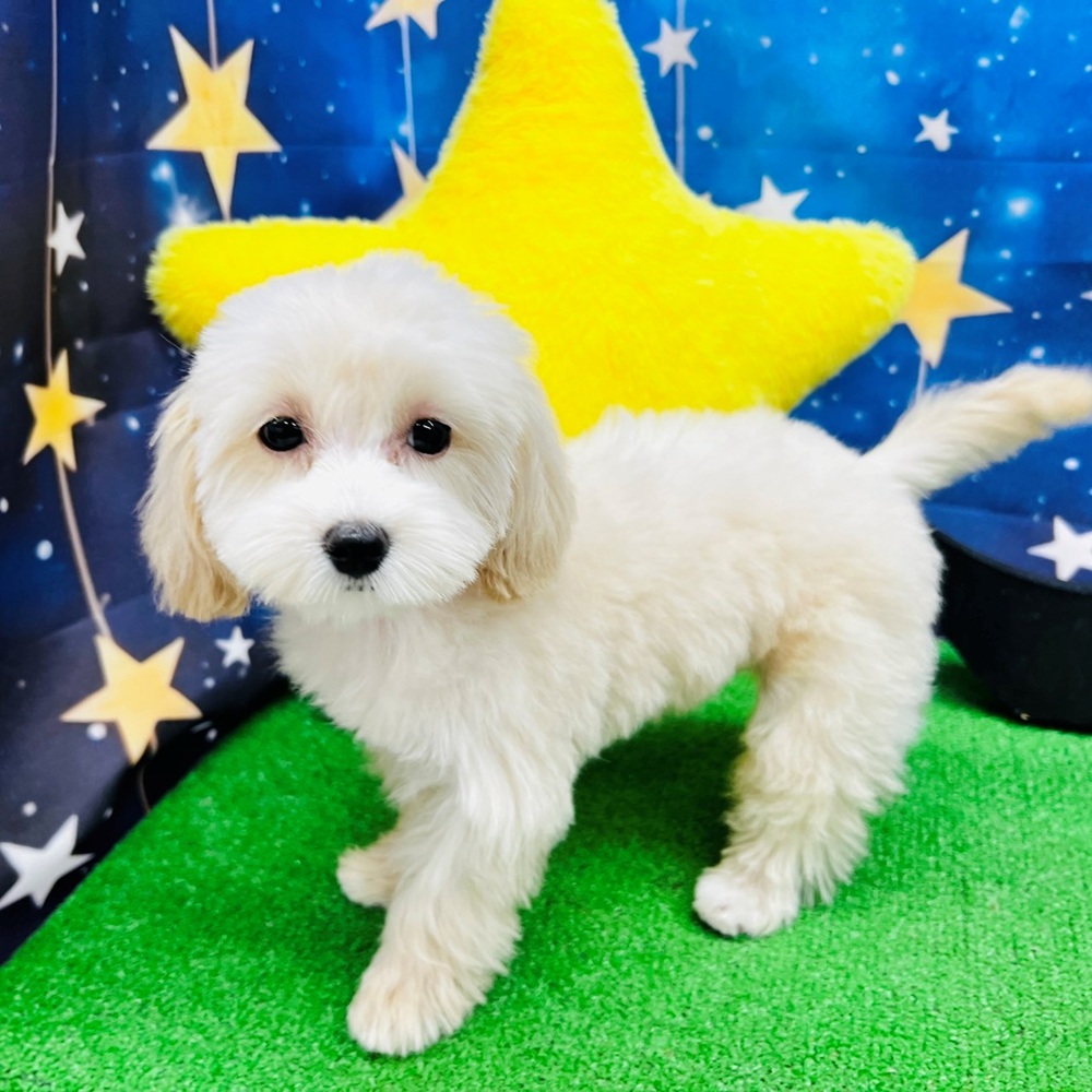 2025年7月5日生まれのマルプー(マルチーズ×プードル)の10枚目の写真