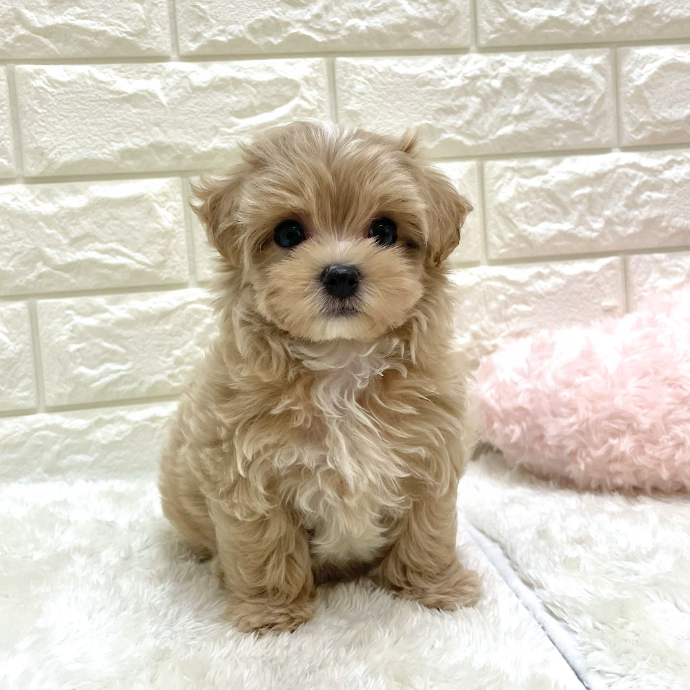 愛知県のマルプー(マルチーズ×プードル) (犬の家＆猫の里アミーゴ神の倉店/2026年8月19日生まれ/女の子/アプリコット)の子犬の1枚目の画像