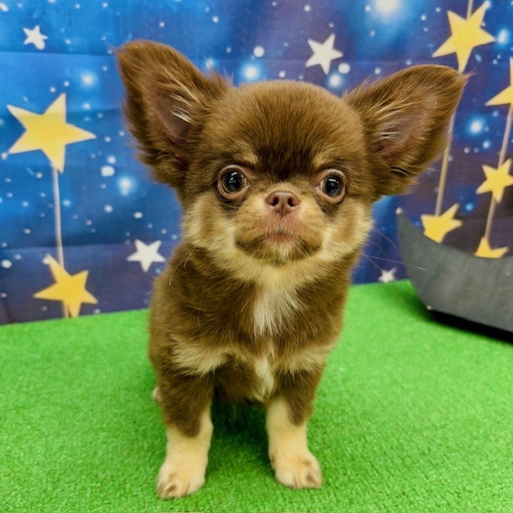 愛知県のチワワ(ロング) (犬の家＆猫の里名古屋天白店/2025年5月17日生まれ/男の子/チョコレートタン)の子犬の1枚目の画像