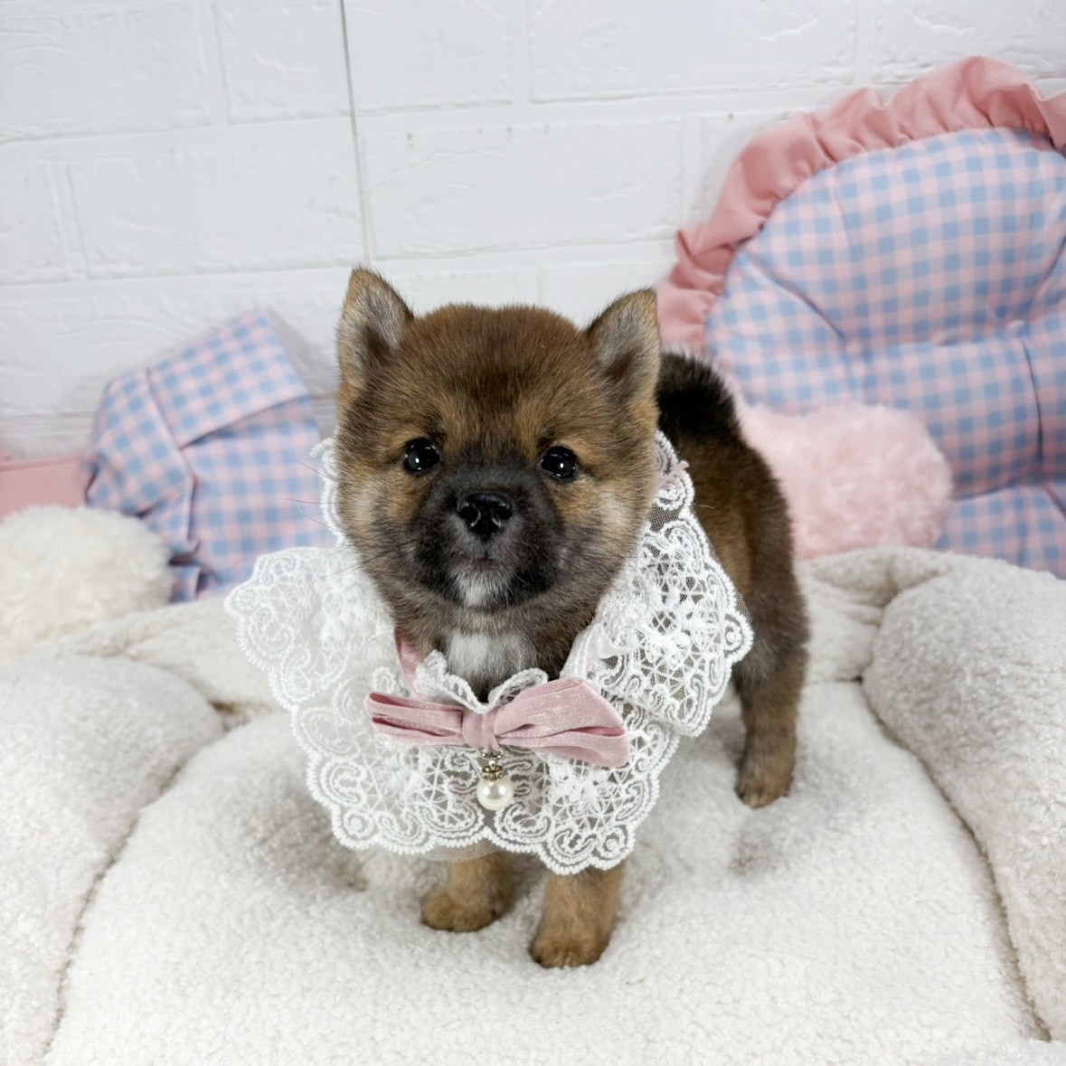 神奈川県の豆柴 (犬の家＆猫の里元住吉ブレーメン通り店/2025年5月18日生まれ/女の子/赤)の子犬の1枚目の画像