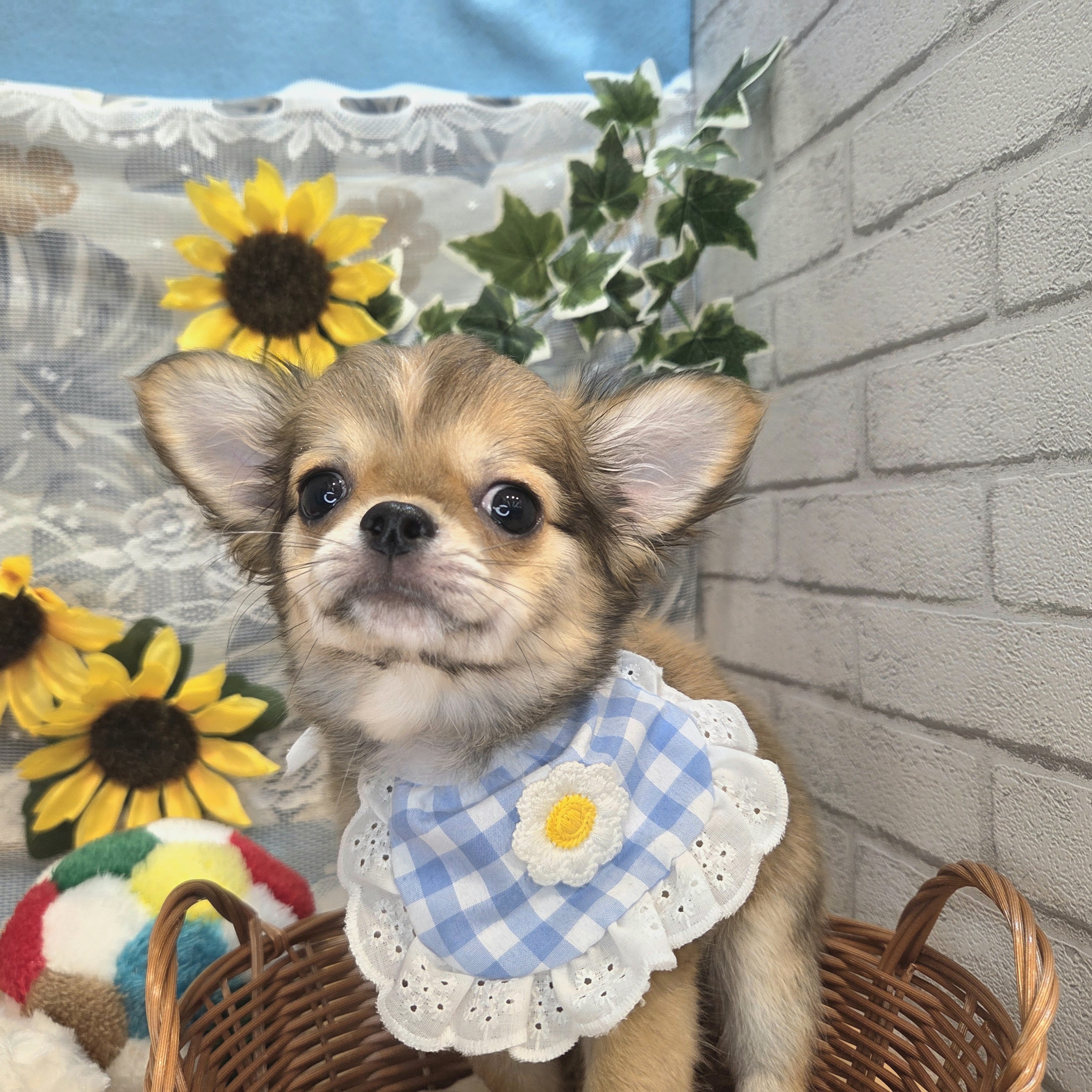チワワ（ロング）女の子の写真