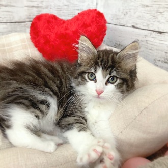 ノルウェージャン・フォレストキャットの画像10