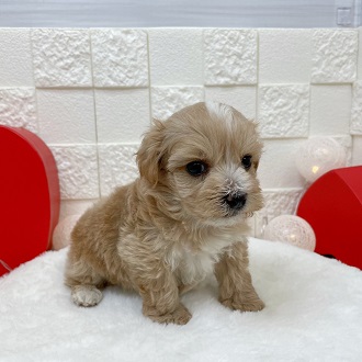 ハーフ犬の画像10